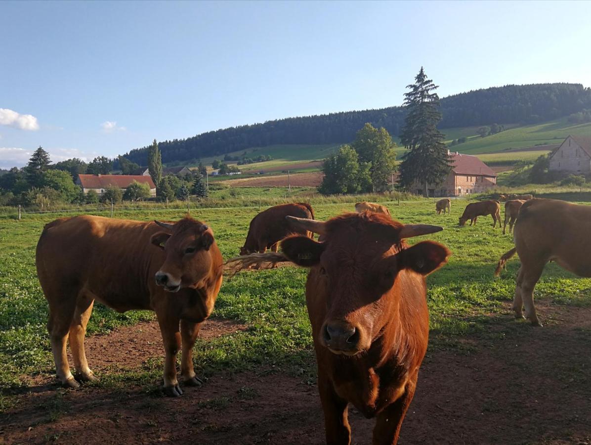 Agroturystyka "U Kasi" Scinawka Gorna Bagian luar foto